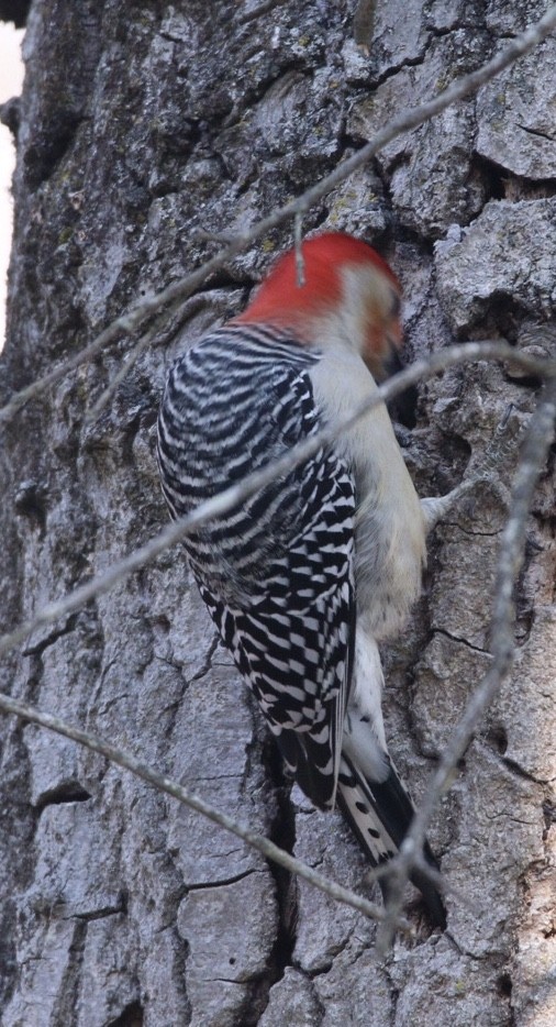 Red-bellied Woodpecker - ML194752971