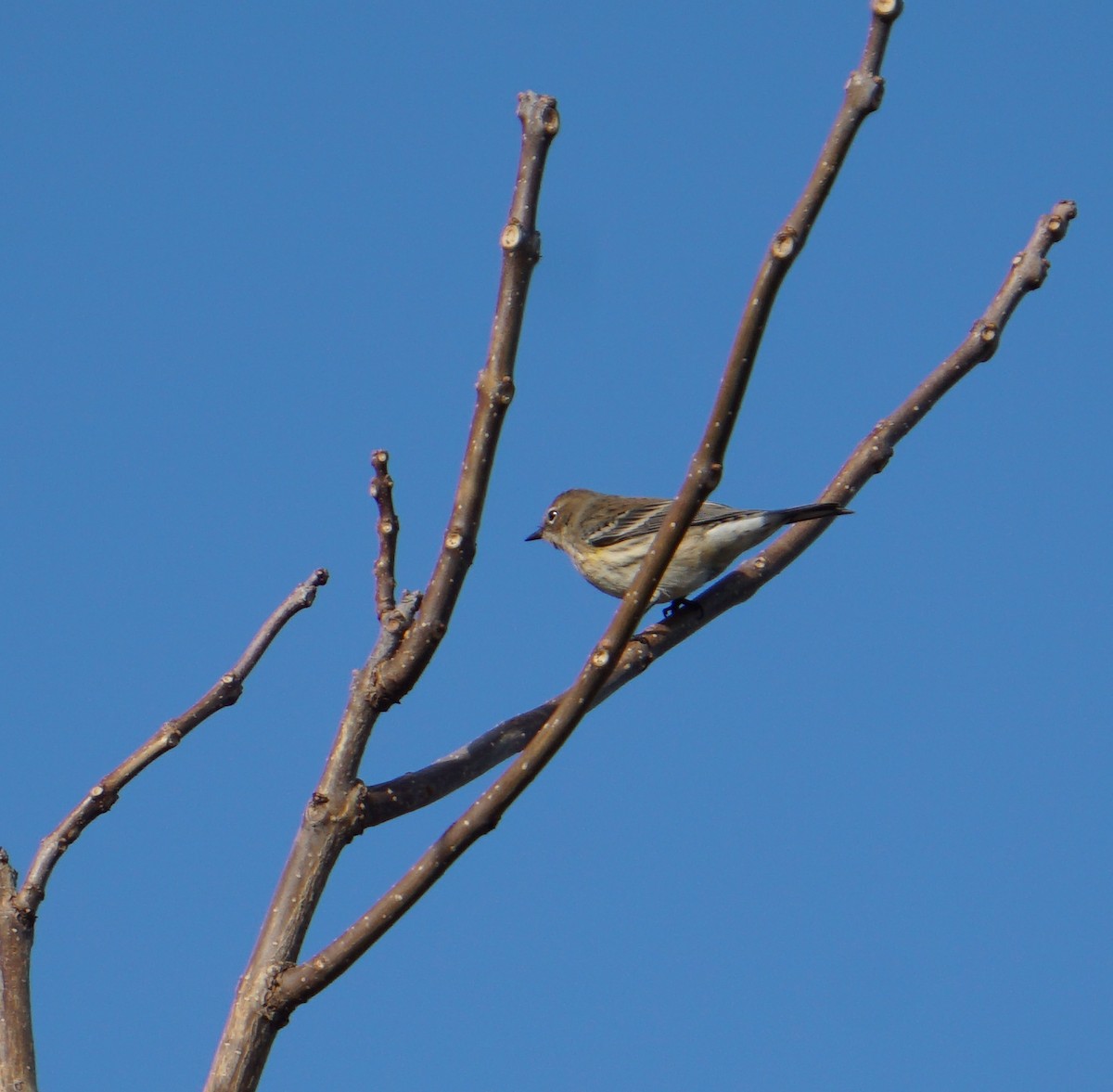 Yellow-rumped Warbler - ML194754061