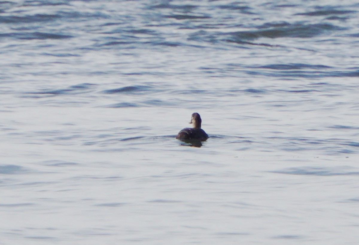 Surf Scoter - ML194754651