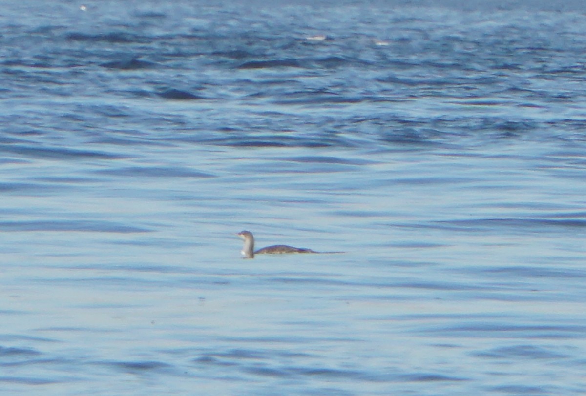 Red-throated Loon - ML194754731