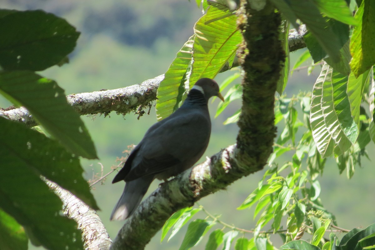 Band-tailed Pigeon - Carl Engstrom