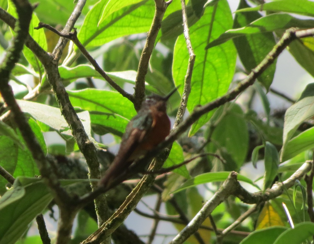 kolibřík peruánský - ML194755381