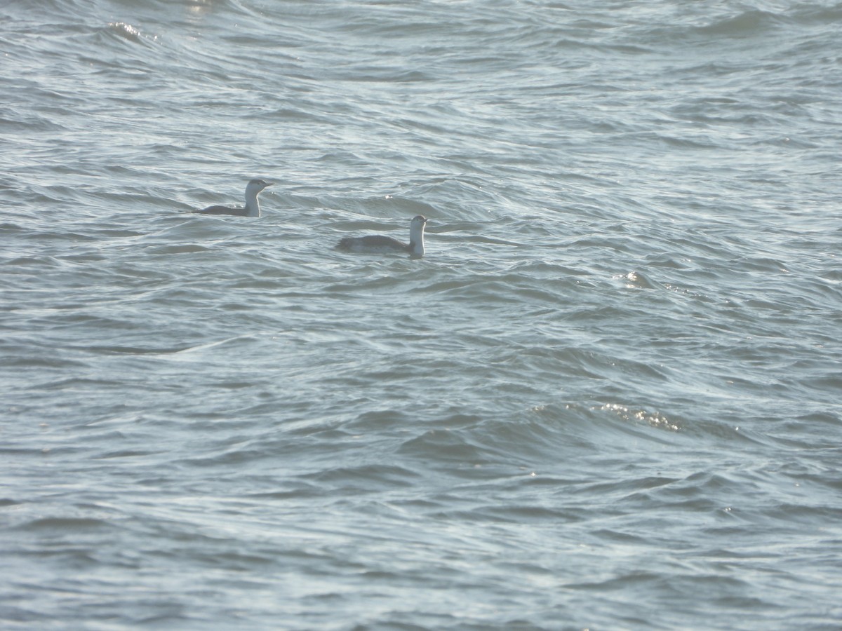 Red-throated Loon - ML194755521