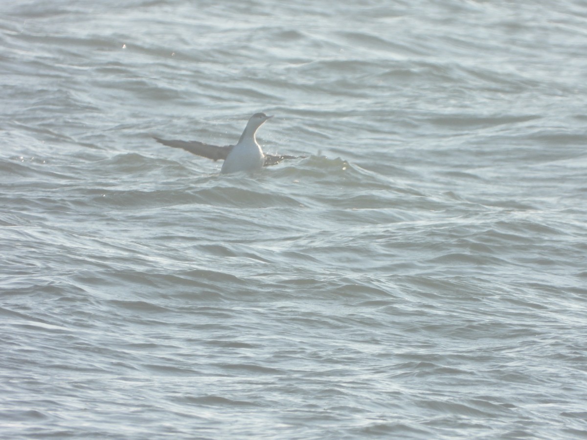 Red-throated Loon - ML194755541