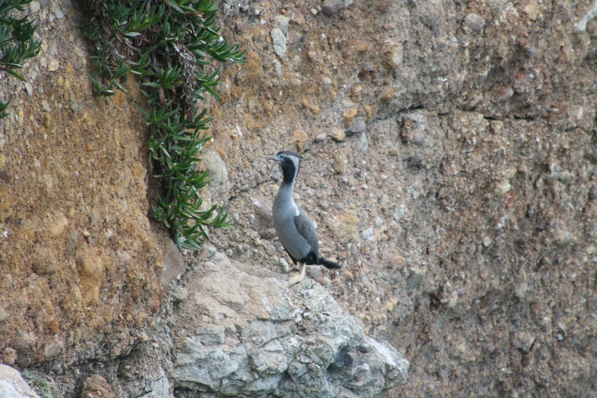 Cormorán Moteado - ML194756321