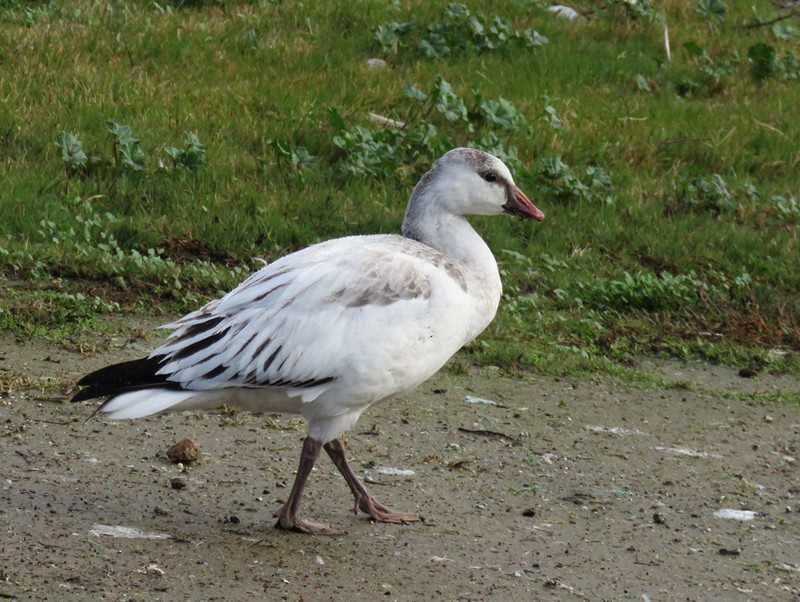 Ross's Goose - Bill Hubick