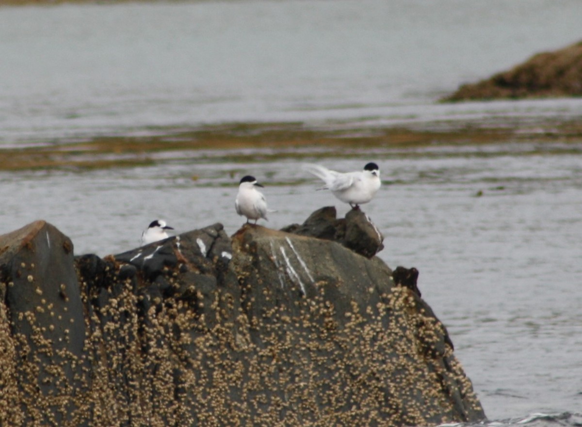 White-fronted Tern - John Conrad