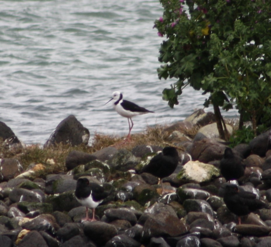 Pied Stilt - ML194757501