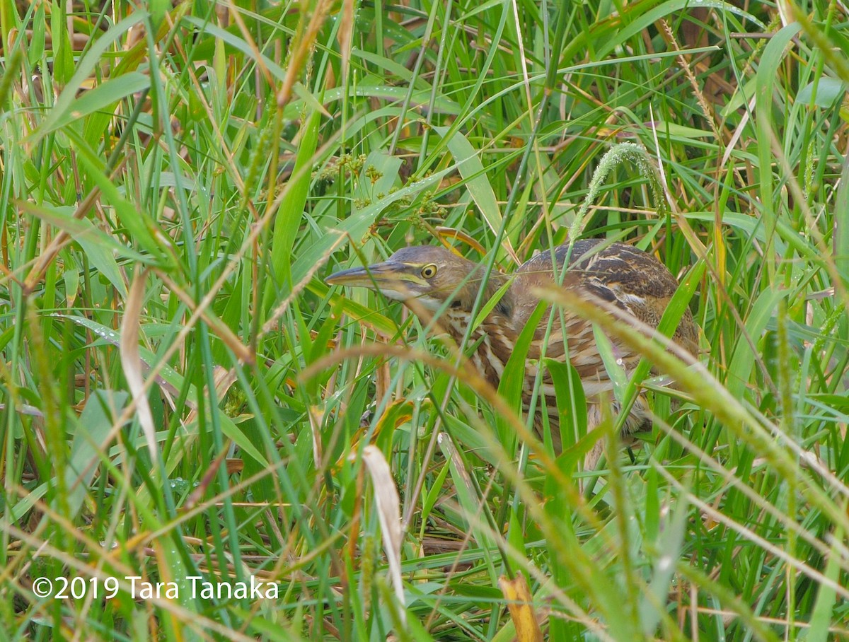 American Bittern - ML194757561