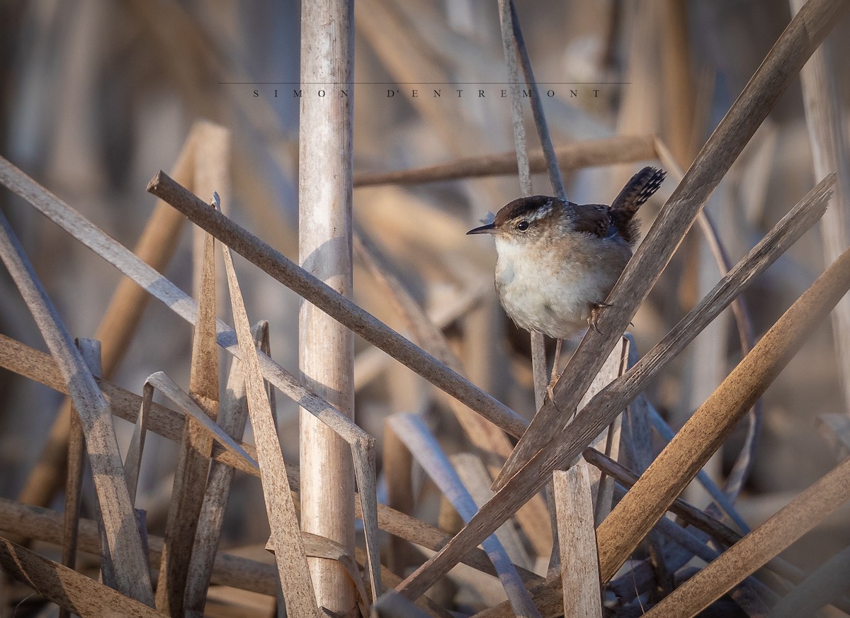Marsh Wren - ML194758121