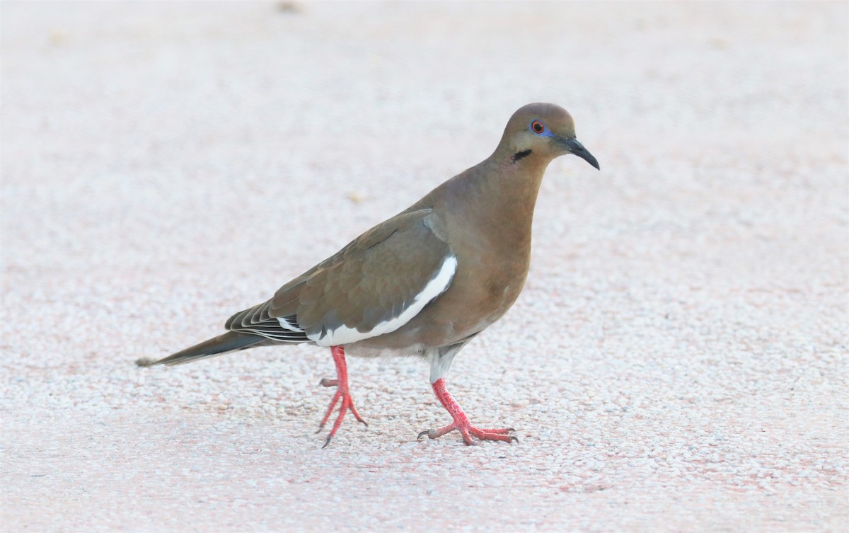 White-winged Dove - ML194760131