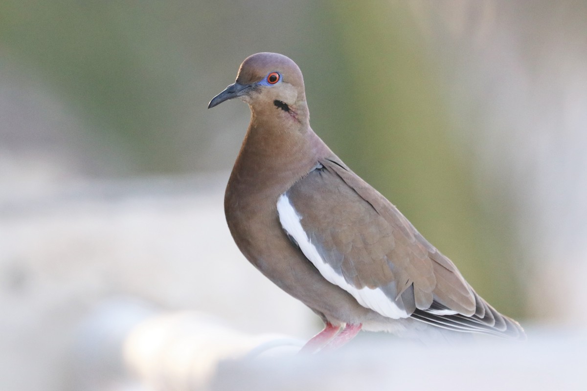 White-winged Dove - ML194760231