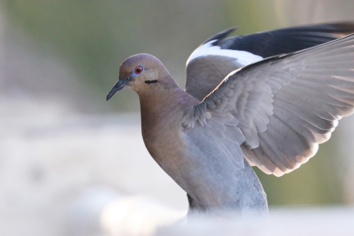 White-winged Dove - ML194760261