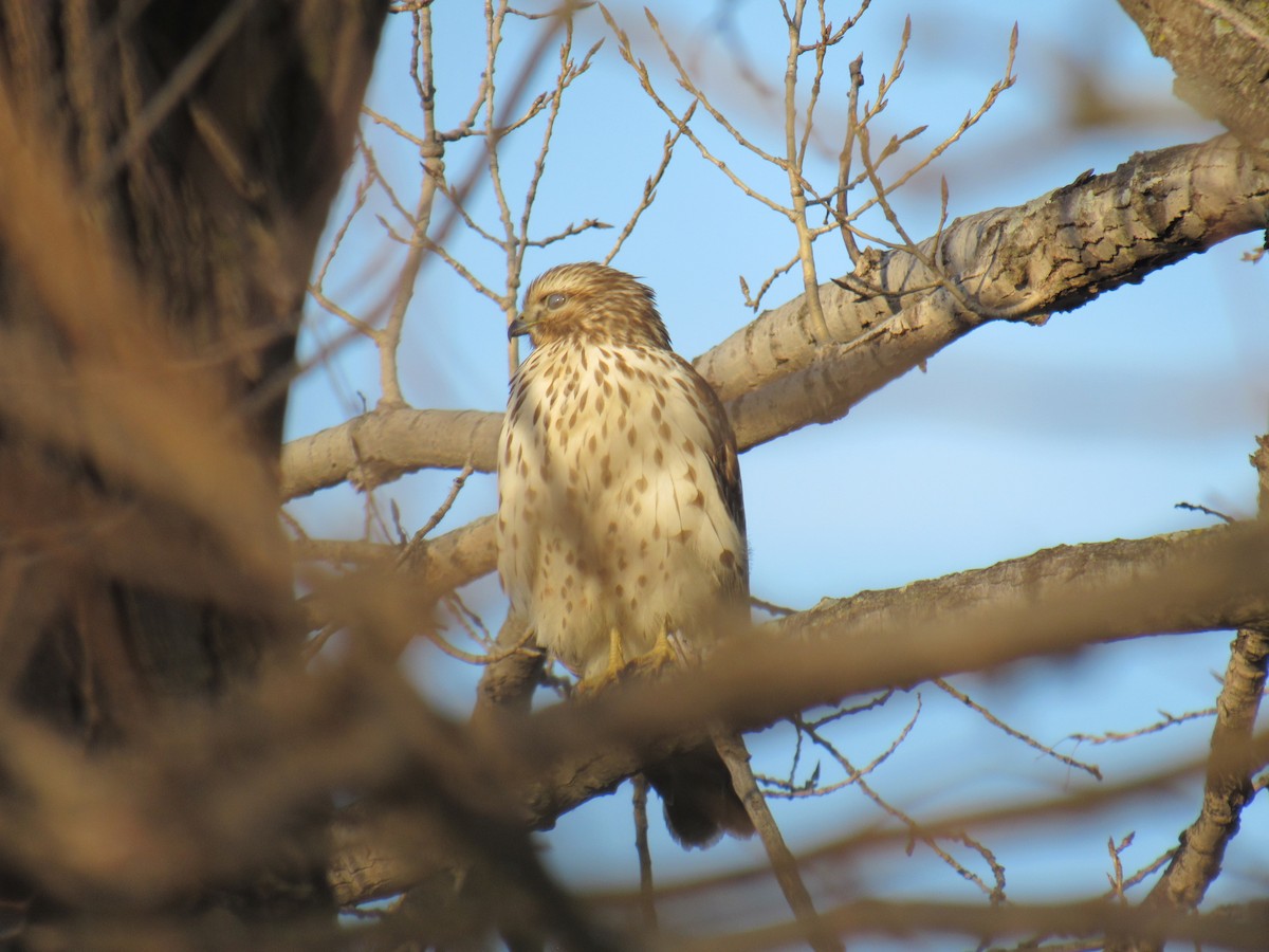 Red-shouldered Hawk - ML194761171