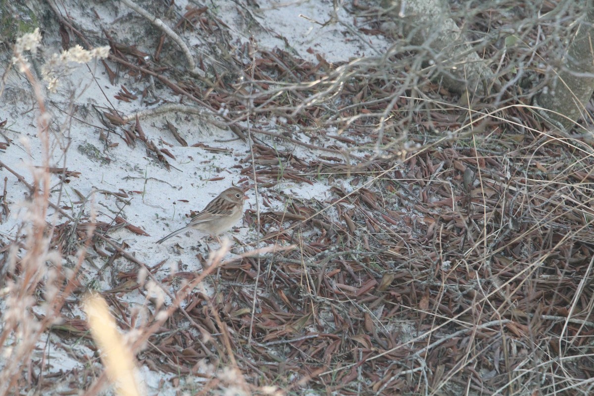 Field Sparrow - ML194765761