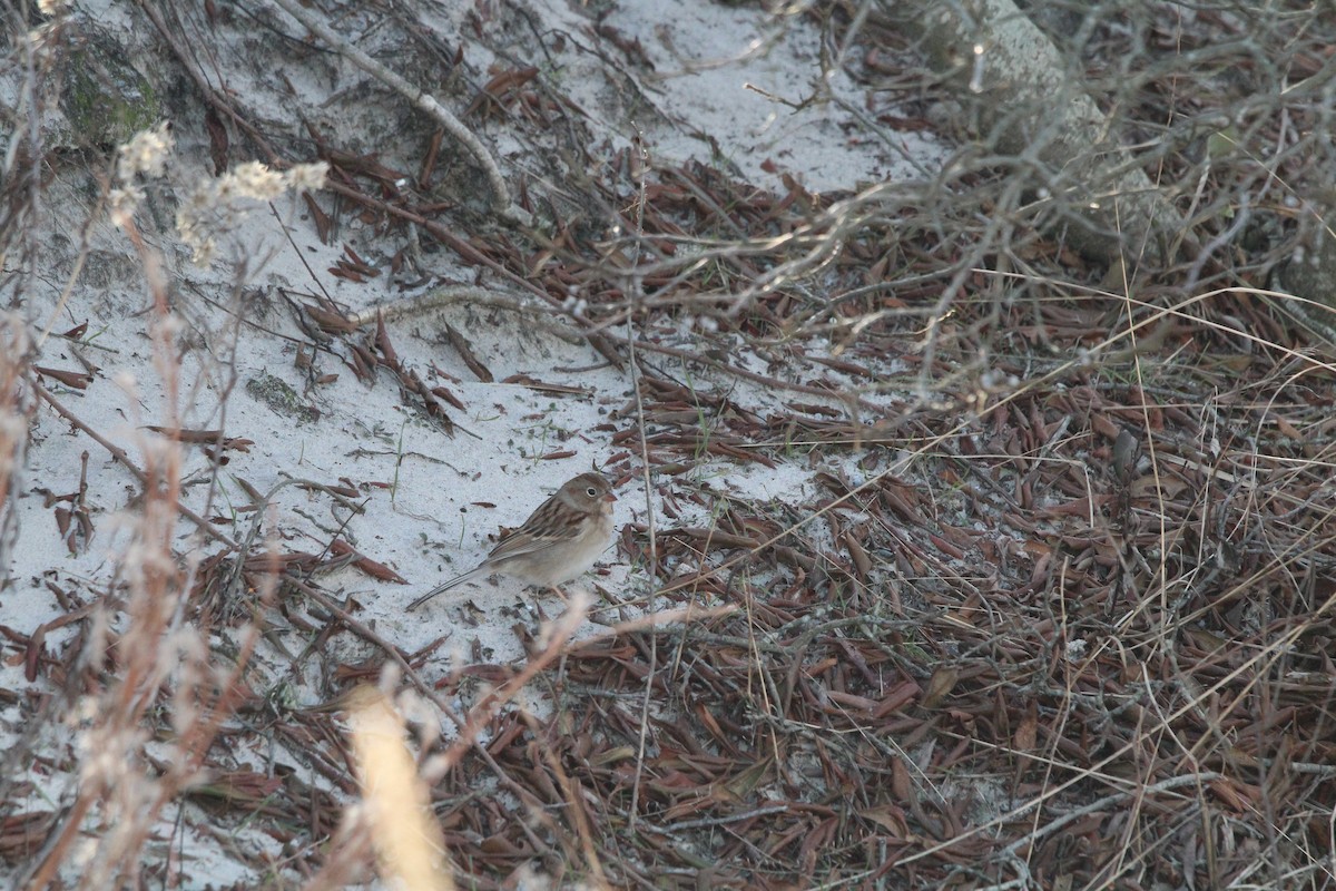 Field Sparrow - ML194765771