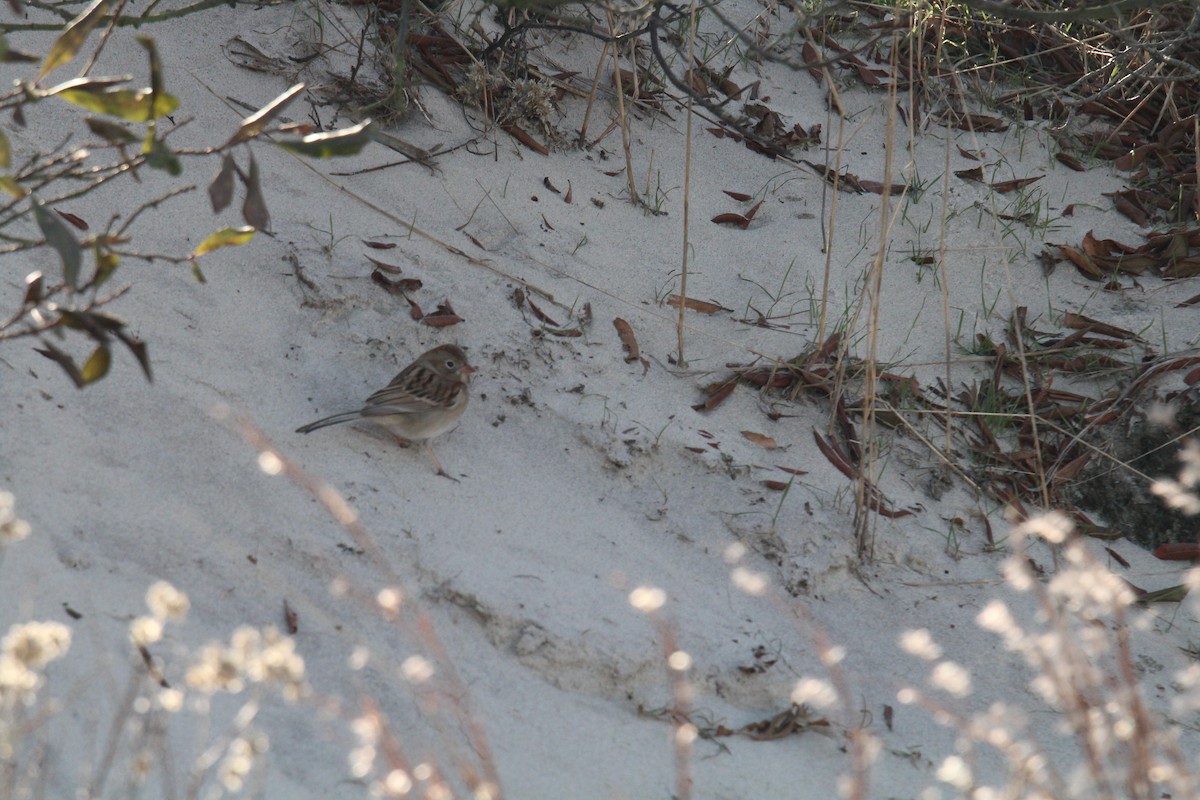 Field Sparrow - ML194765881