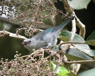 Blue-gray Tanager - ML194766331