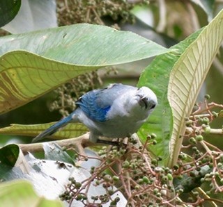 Blue-gray Tanager - ML194766341