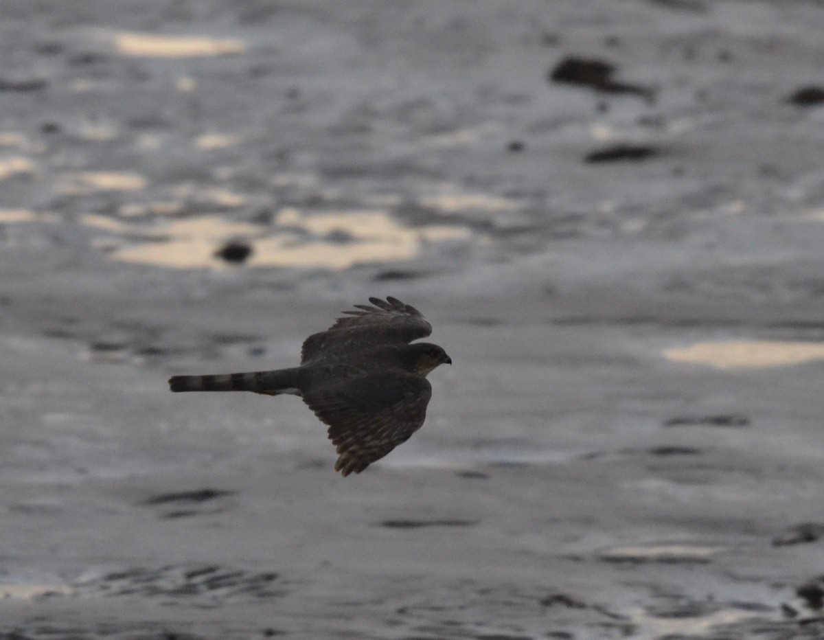 Sharp-shinned Hawk - ML194766781