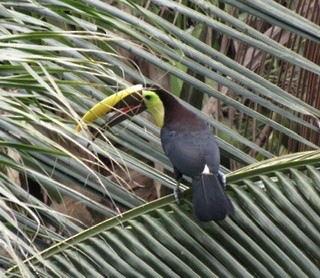 Yellow-throated Toucan - ML194766871