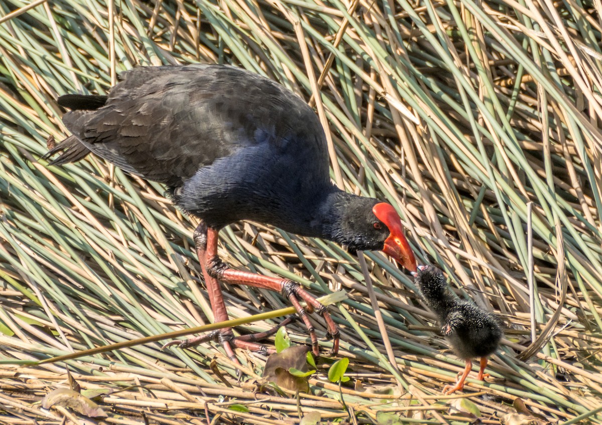 Australasian Swamphen - ML194769481