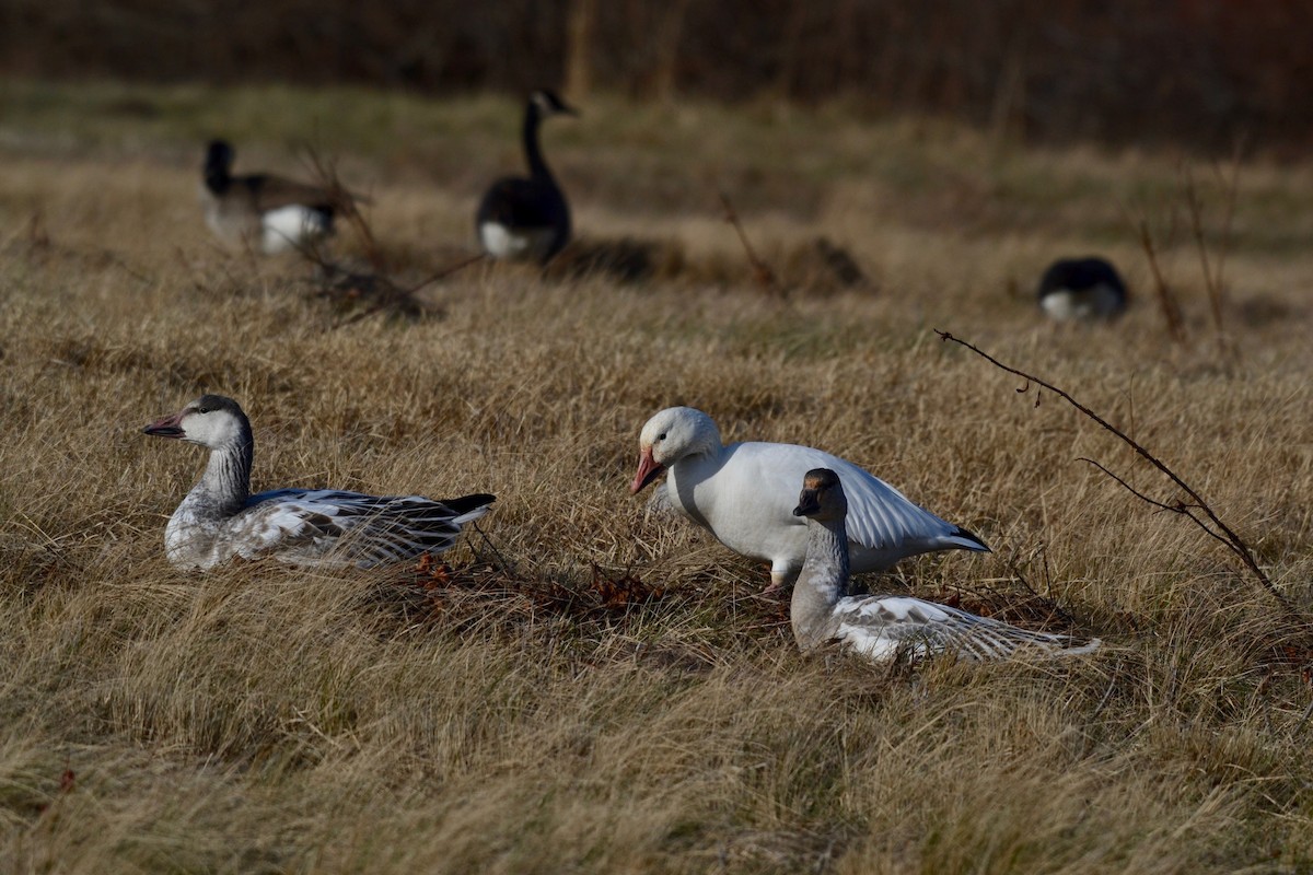 Snow Goose - ML194770101