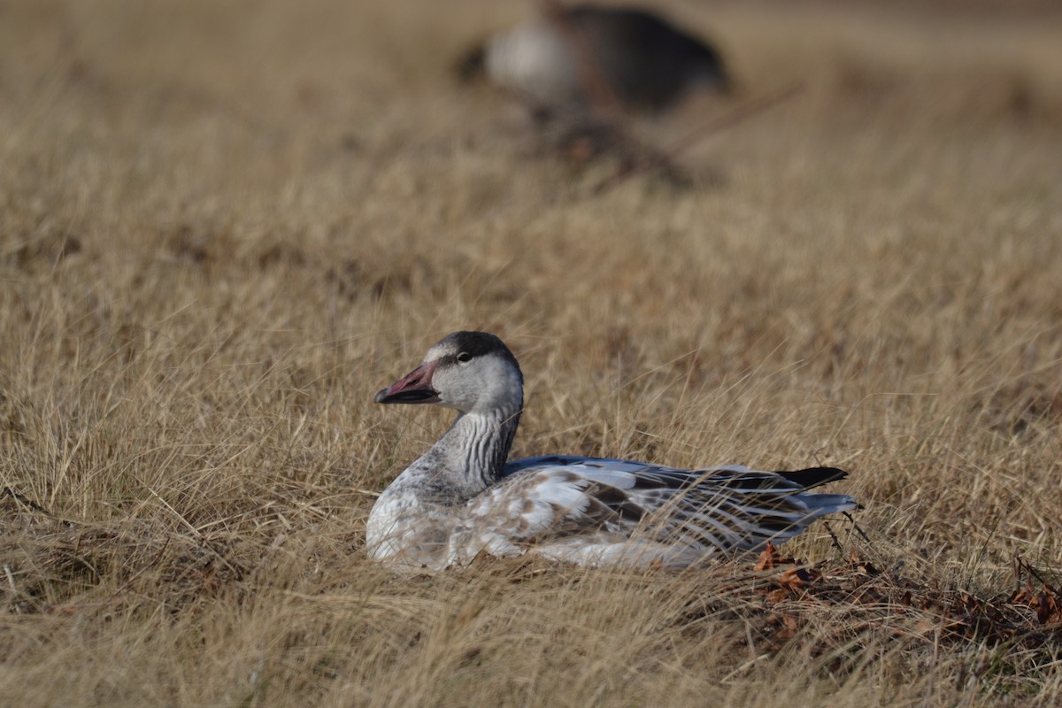 Snow Goose - Peter Paul