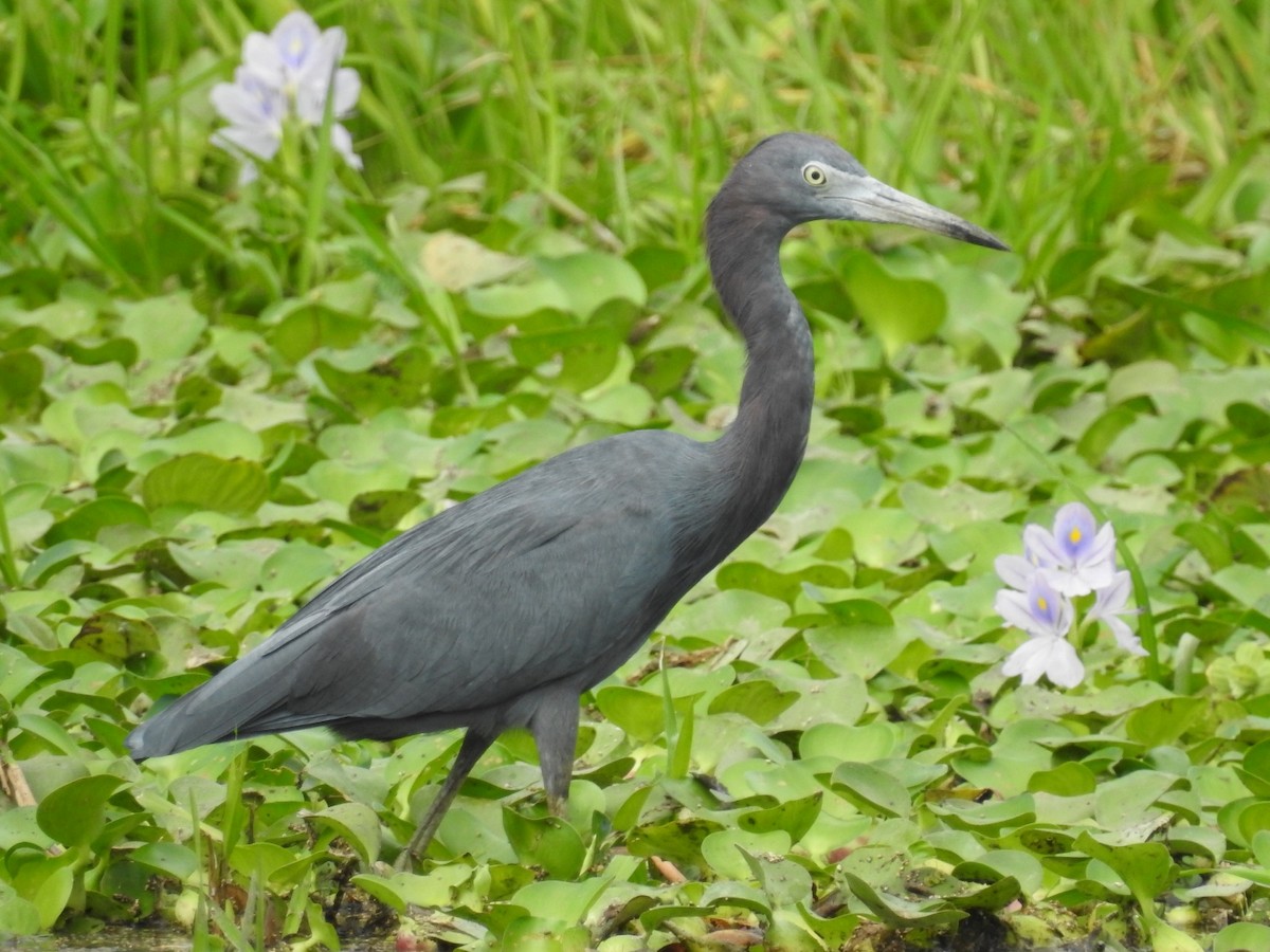 Little Blue Heron - Daniel Garrigues