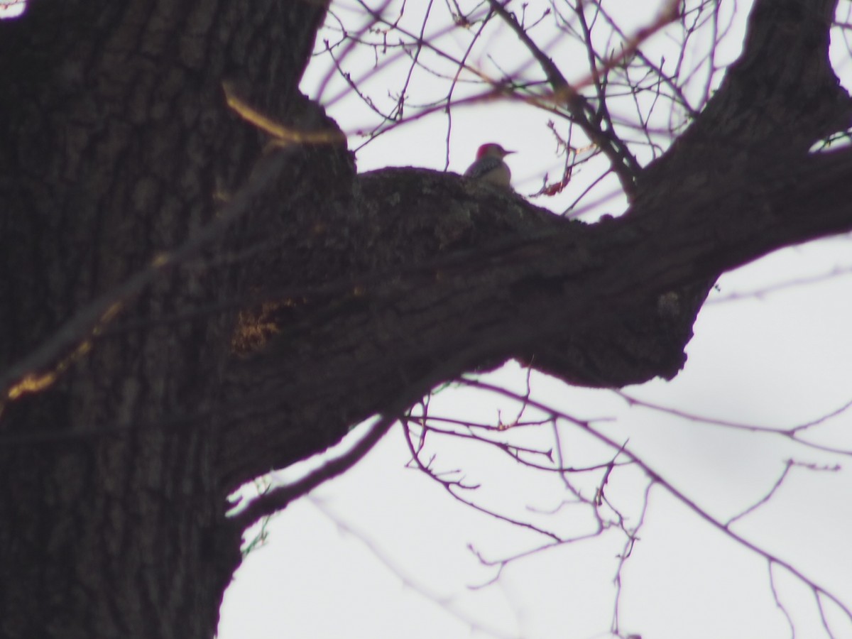 Red-bellied Woodpecker - ML194770701
