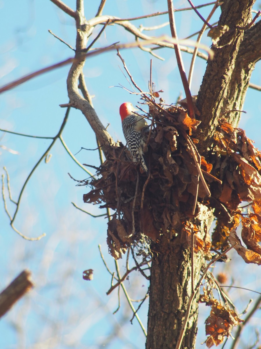 Red-bellied Woodpecker - ML194770711