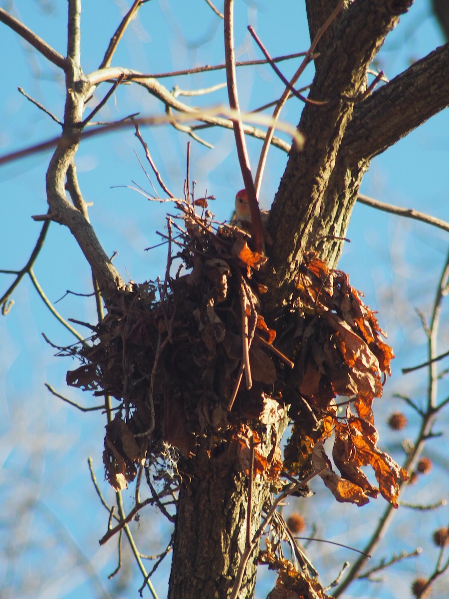 Red-bellied Woodpecker - ML194770721