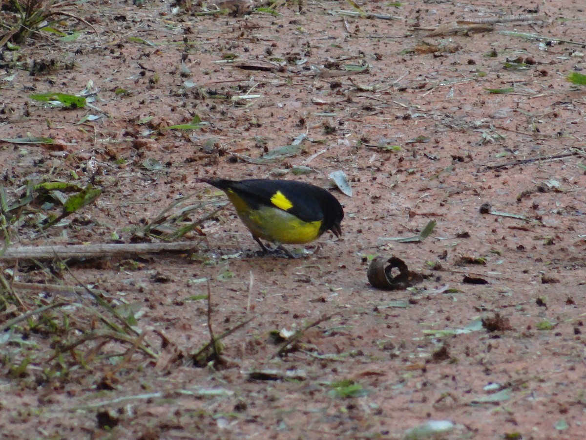 Yellow-bellied Siskin - ML194772691