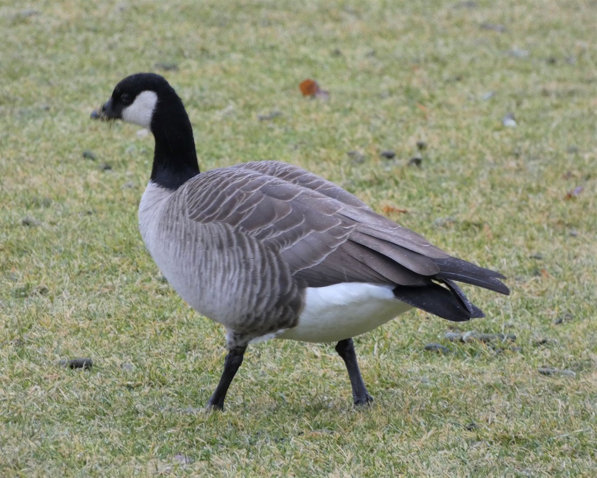 Cackling Goose - Janice Arndt