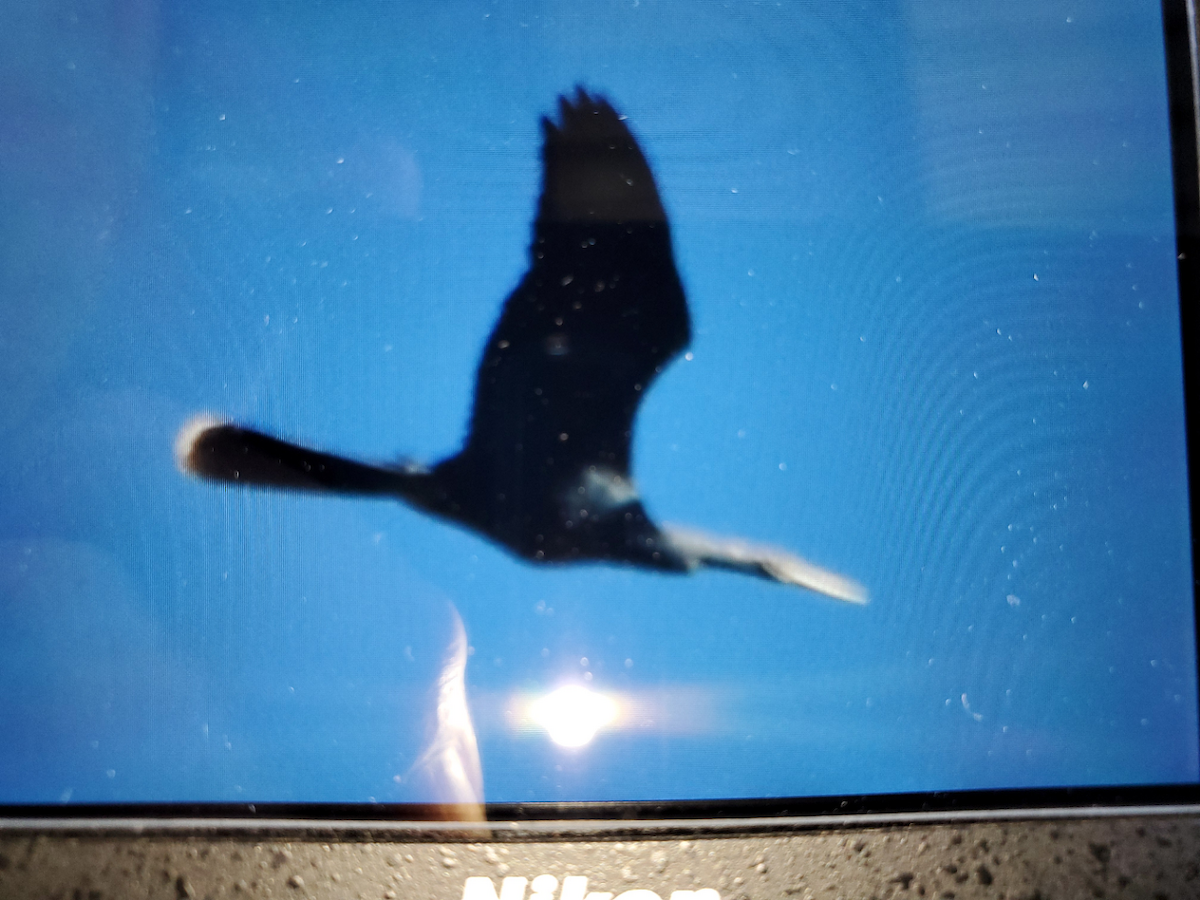 Anhinga - ML194776021