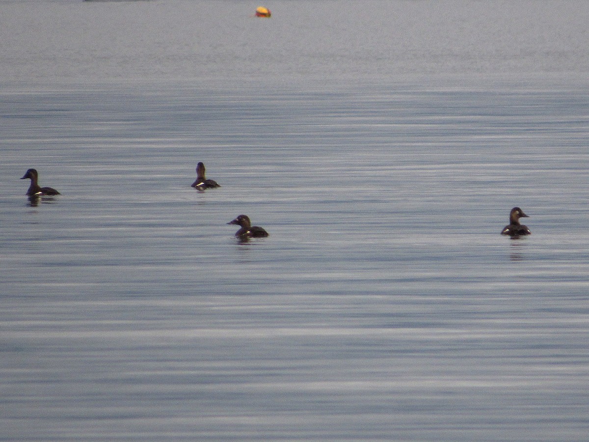 White-winged Scoter - ML194776261