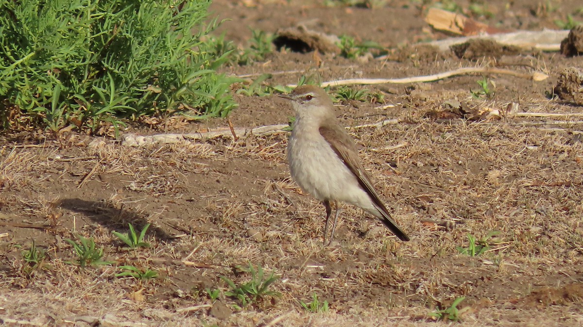 White-browed Ground-Tyrant - ML194778871