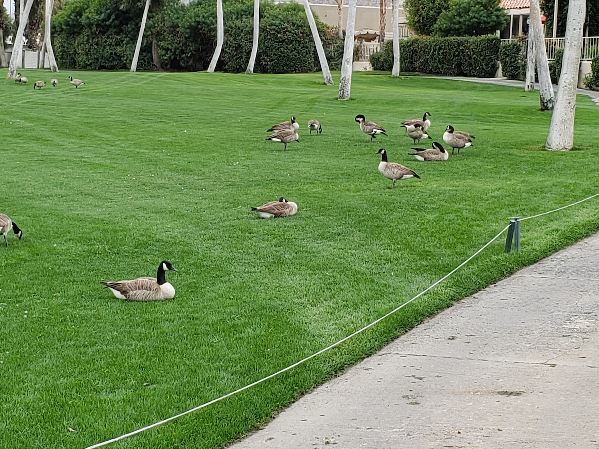 Canada Goose - ML194779361