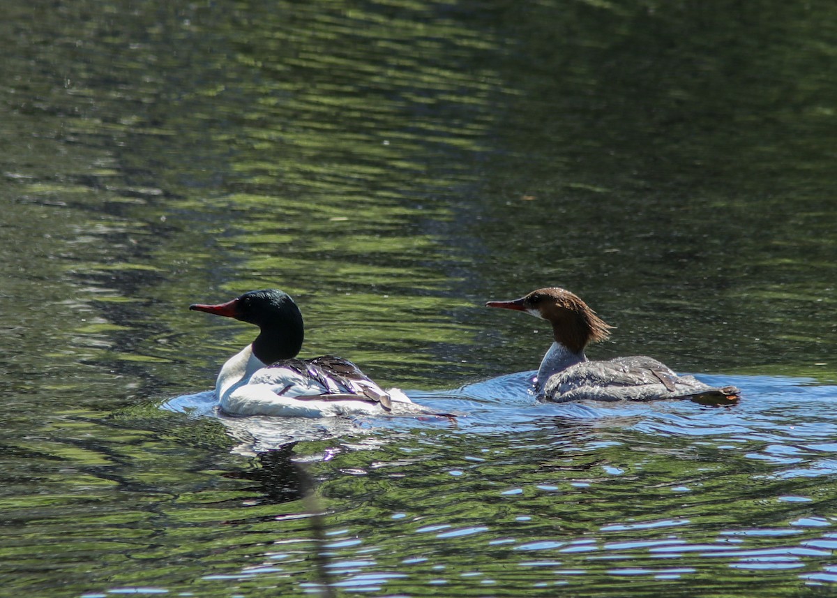 Common Merganser - Marc Boisvert