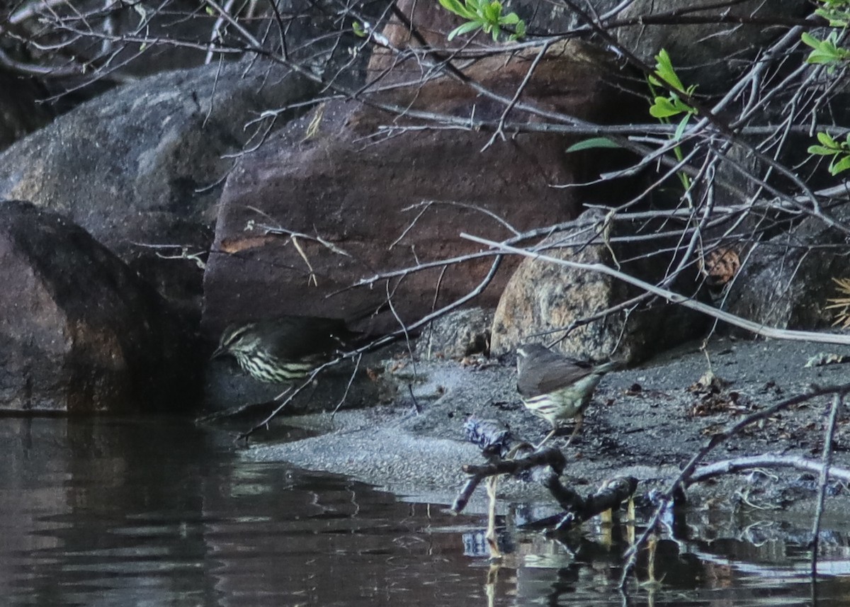 Northern Waterthrush - ML194780351