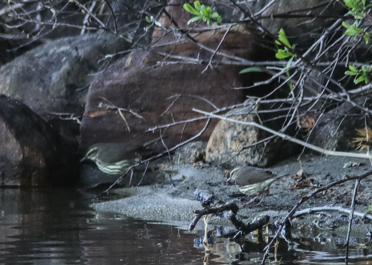 Northern Waterthrush - ML194780361