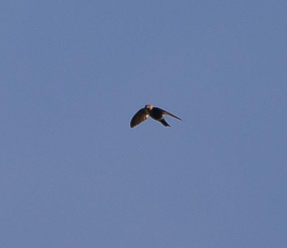 Mottled Spinetail - ML194781341