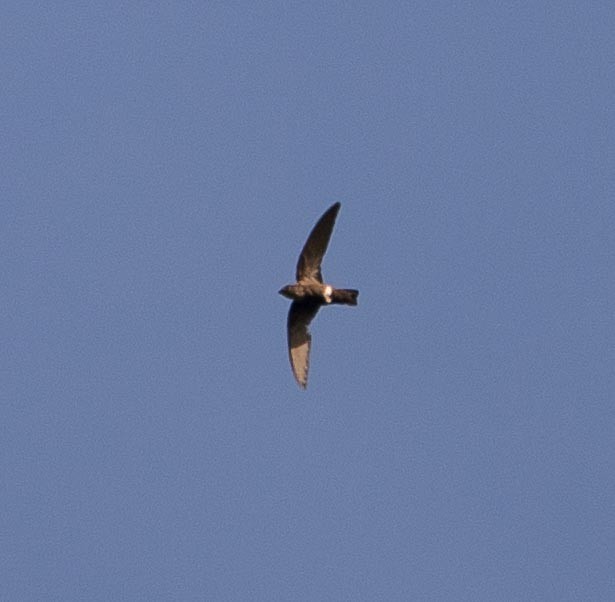 Mottled Spinetail - ML194781351