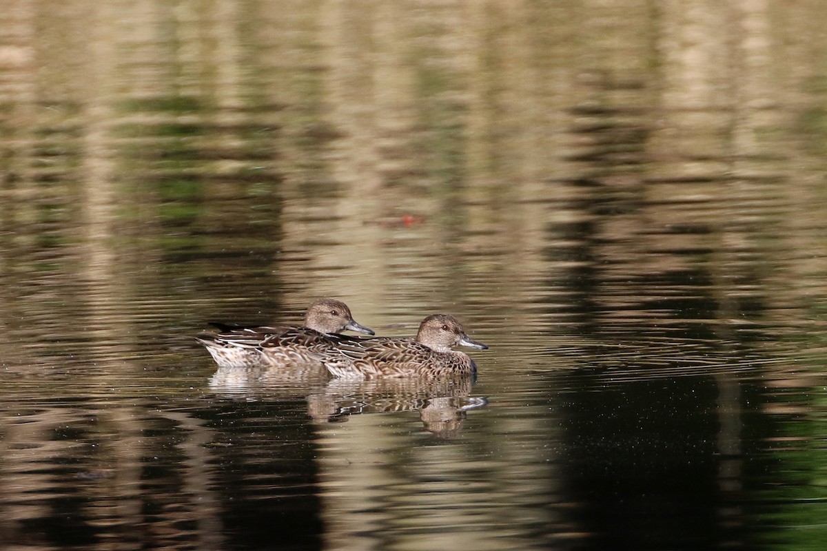 Green-winged Teal - ML194781801
