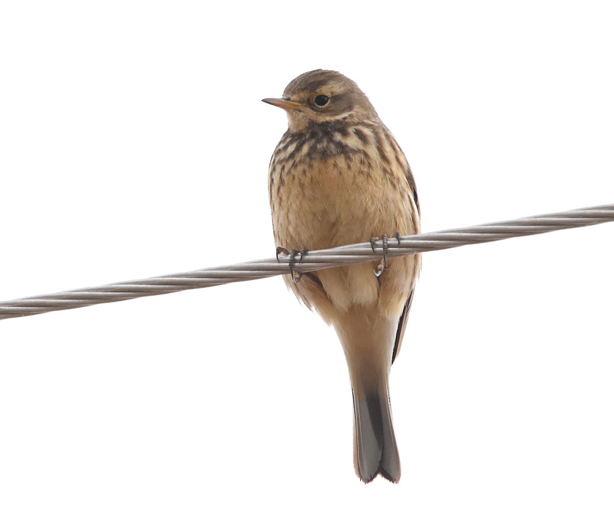 American Pipit - ML194783731