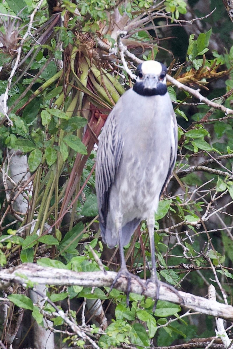 Yellow-crowned Night Heron - ML194784101