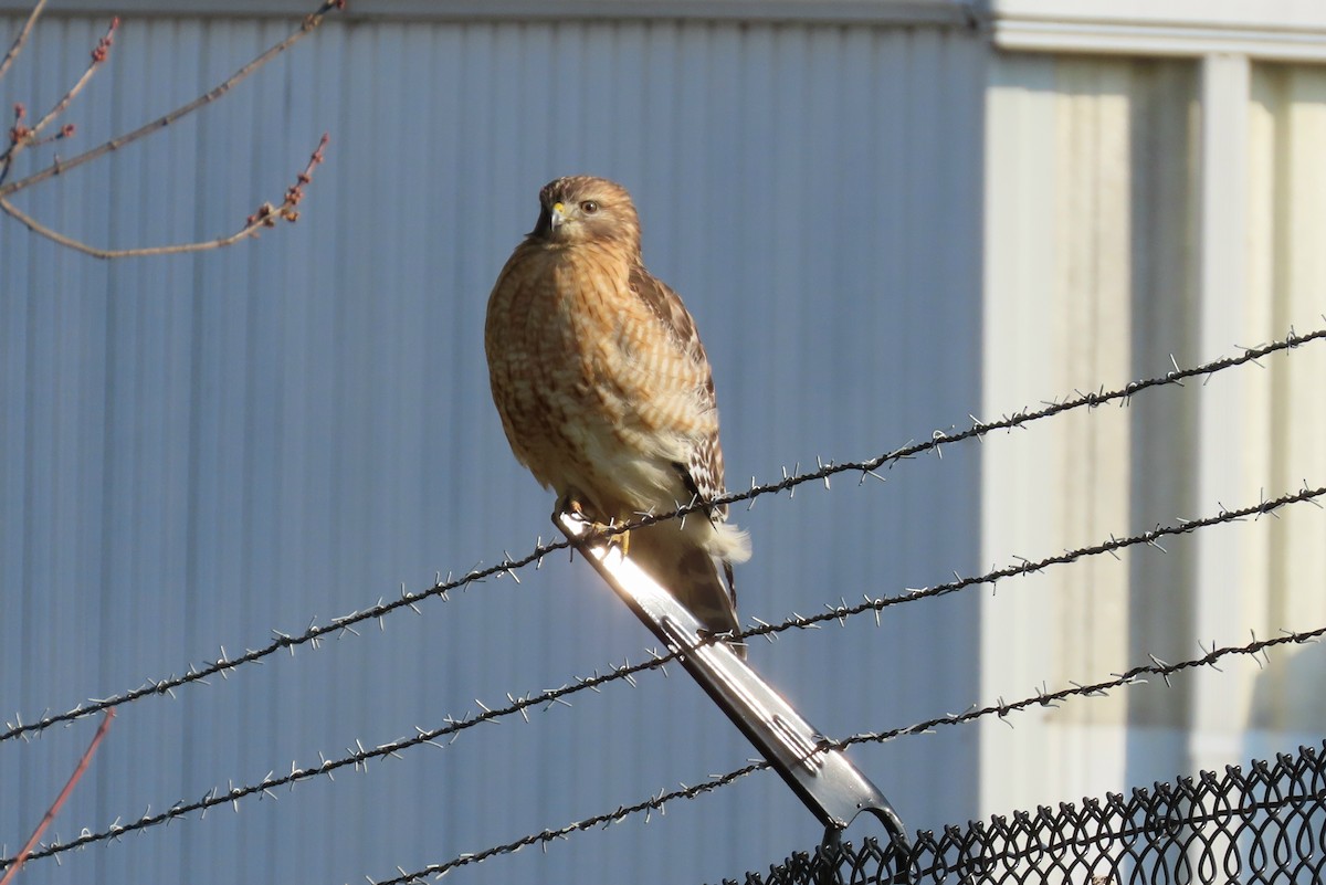 Red-shouldered Hawk - ML194784511
