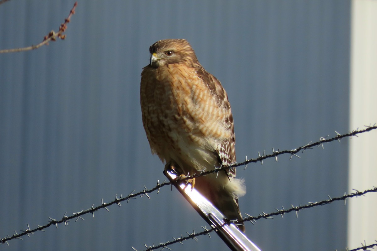 Red-shouldered Hawk - ML194784571