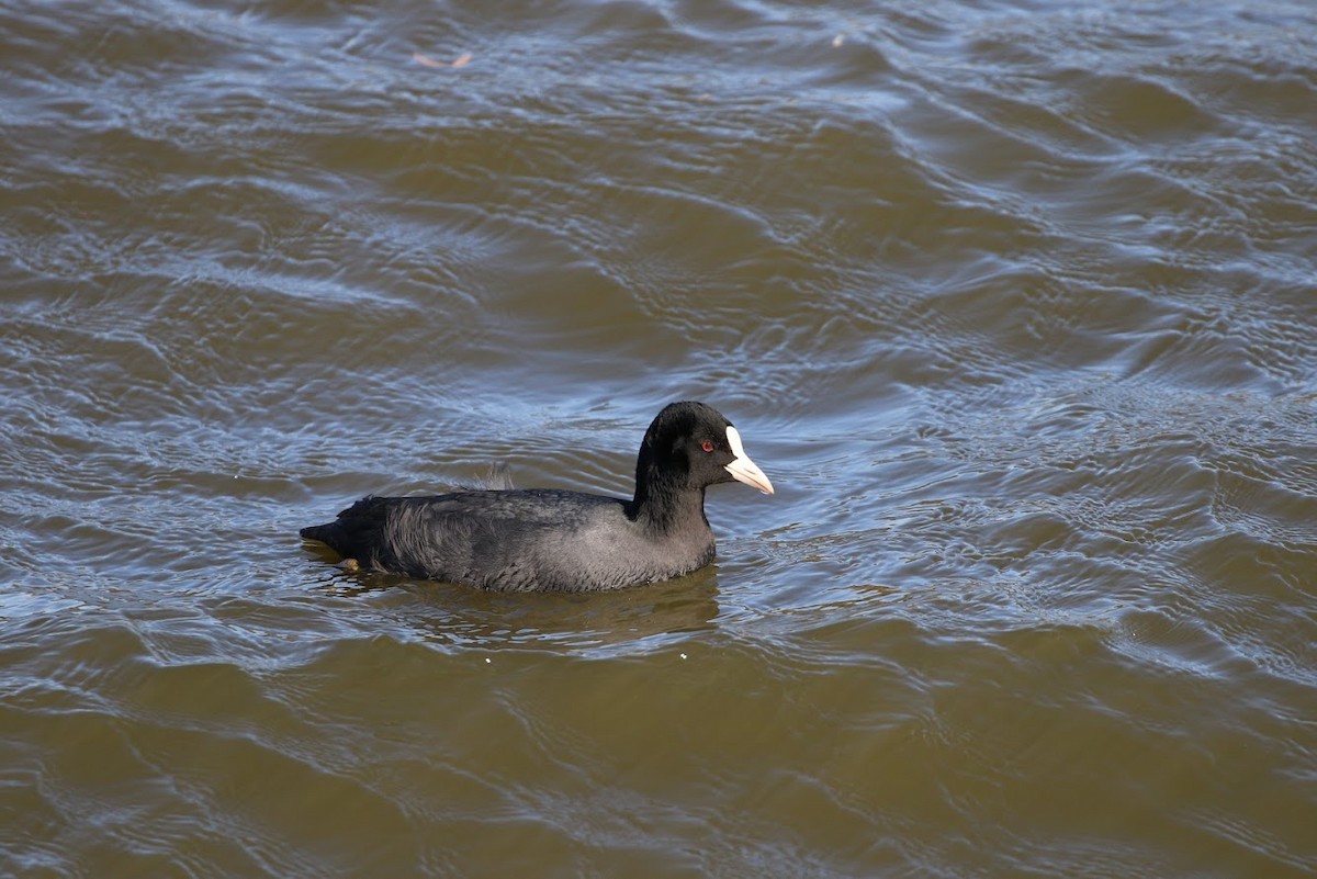 Eurasian Coot - ML194784761