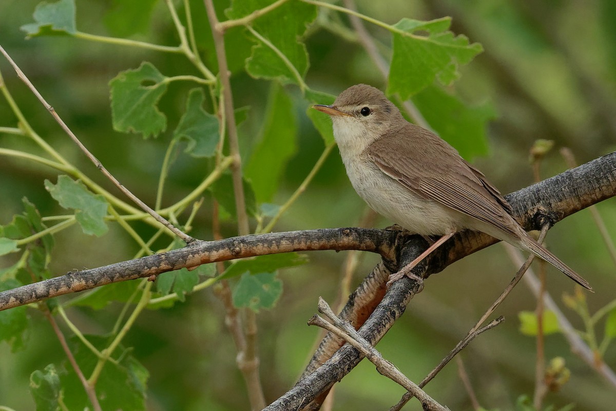 Sykes's Warbler - Vincent Wang